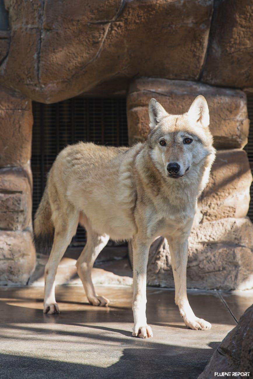 Wolf Standing On Stone Ground In Zoo