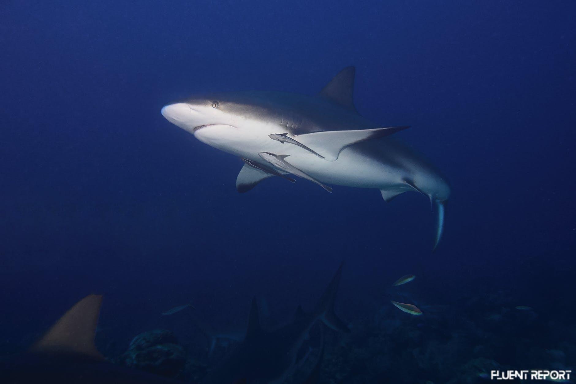Photograph Of A Gray And White Bull Shark Swimming