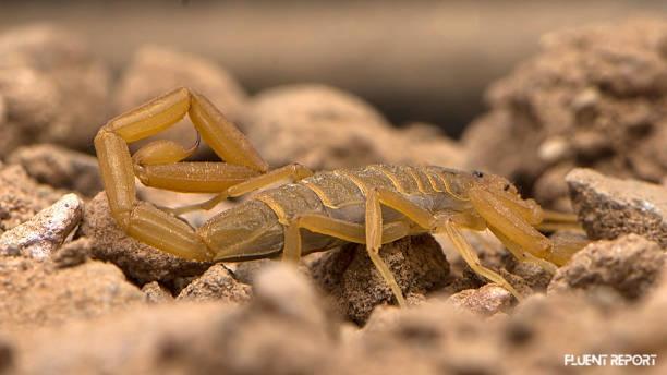Arizona Bark Scorpion - Most Dangerous Animals In The United States