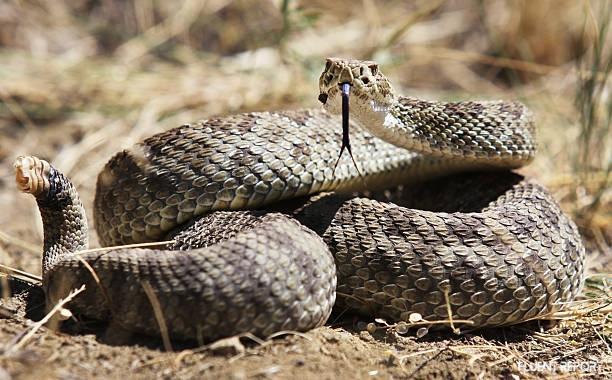 Rattlesnake - Most Dangerous Animals In The United States