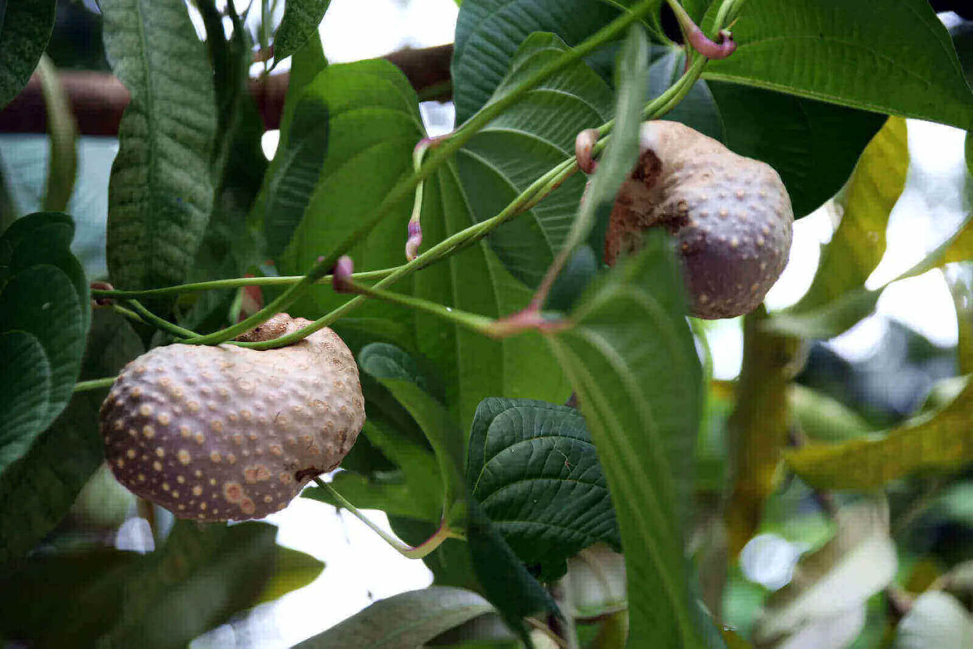 Leaves And Fruits Of Air-Potato Yam (Dioscorea Bulbifera).