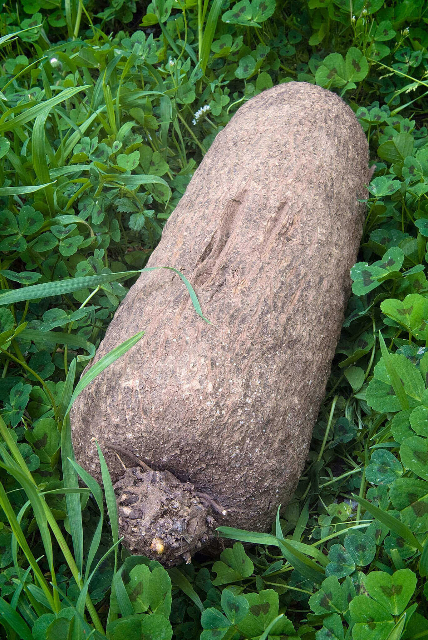 Botanical Name Of Yam What Is The Scientific Name Of Yam